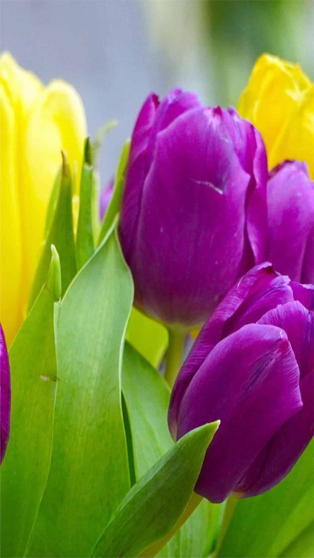 Tulip Flower iPhone Wallpaper