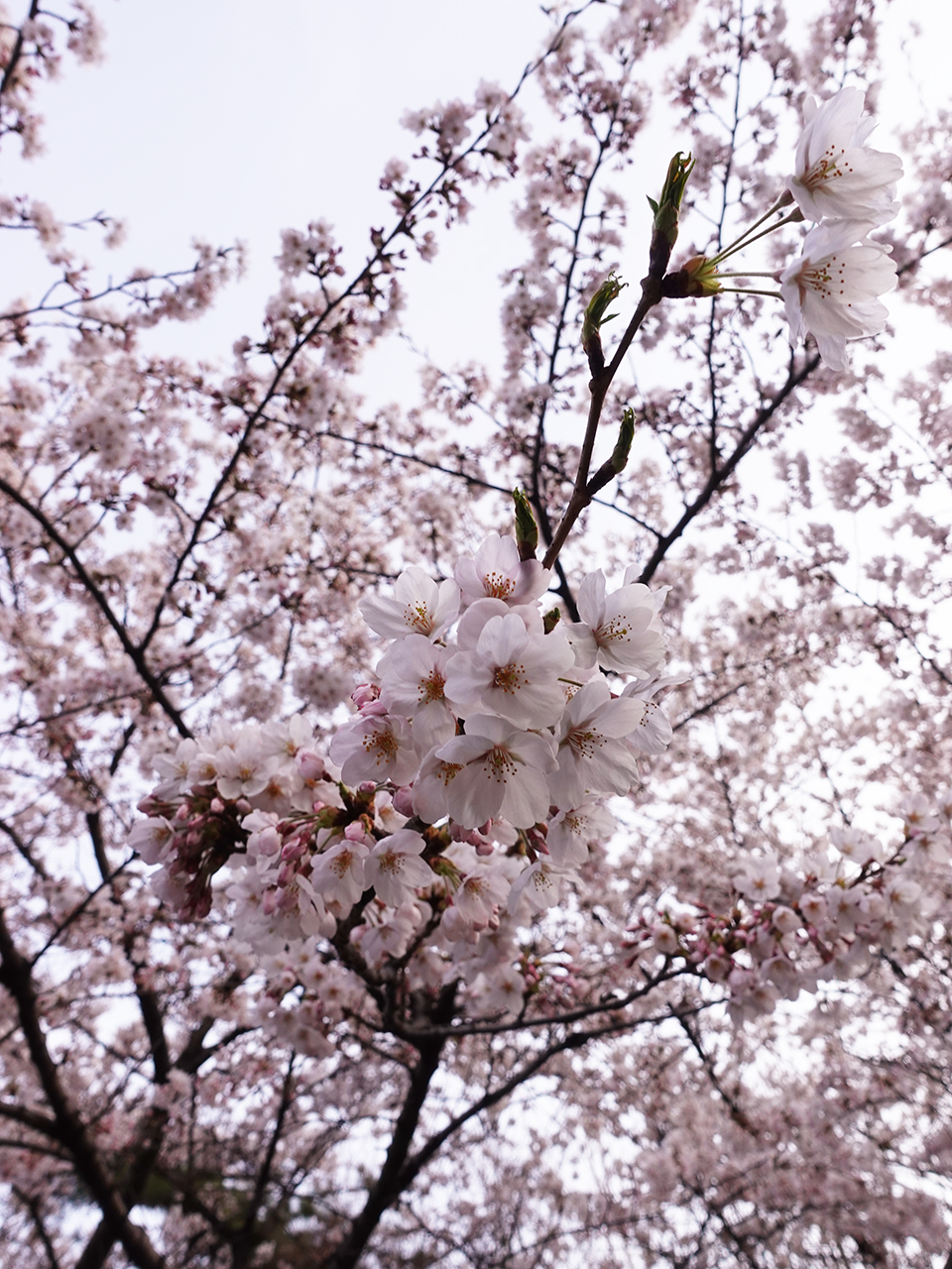  벚꽃