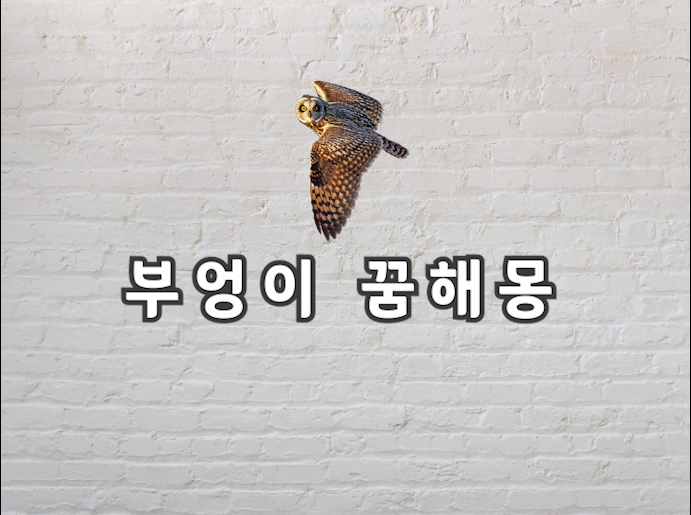  부엉이 꿈 부엉이가 꿈에 나왔다면 이런 의미래요