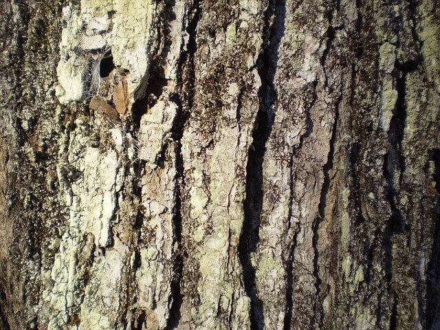 고로쇠 나무
