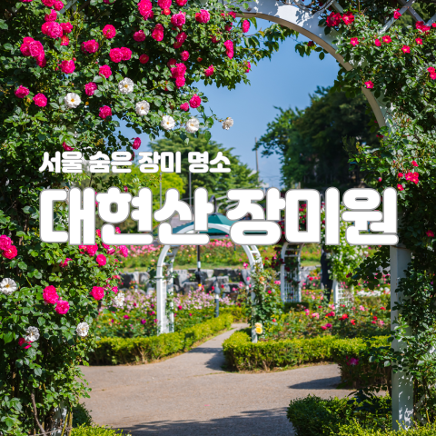  서울 숨은 장미명소는 여기! 대현산 장미원