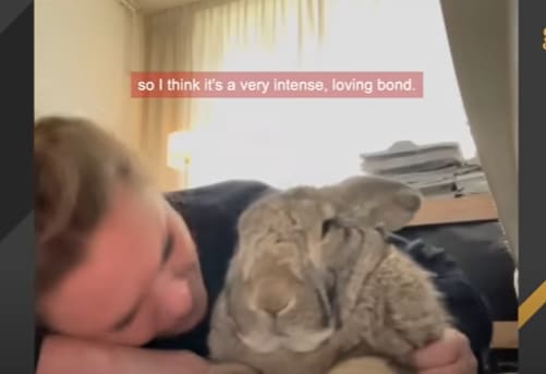  바니 사랑...강아지들 큰일났다...인간들이 딴 짓을...VIDEO: Woman accuses her bunny of acting like a dog