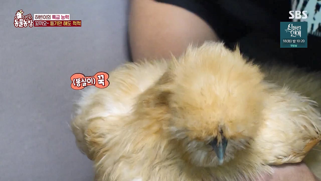 TV 동물농장.E1175.240610p-NEXT.mp4_20240609_160249.913.jpg