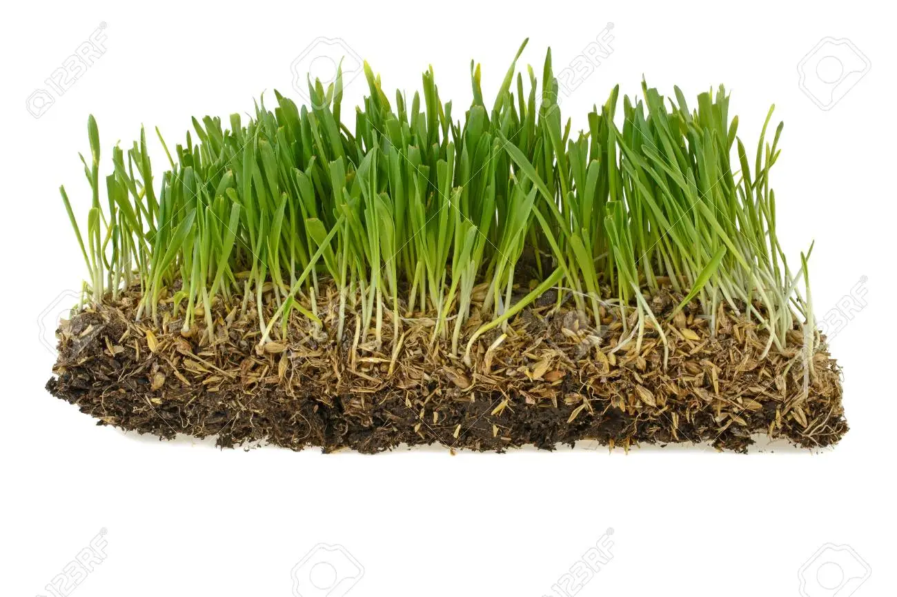 보리싹 싹의 7가지 효능과 부작용 9