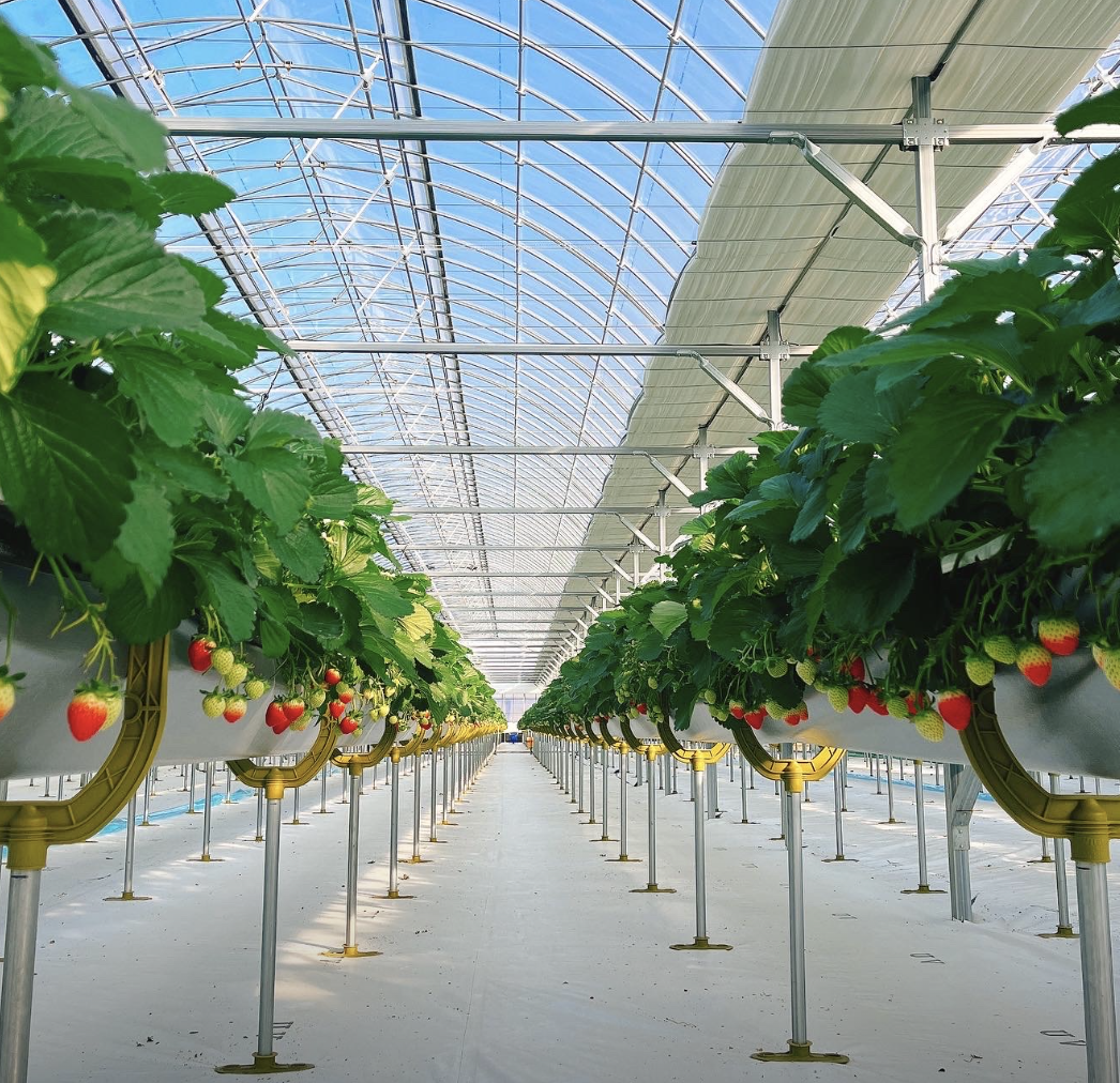 딸기-수확-체험(사진:-또로롱-딸기농장)
