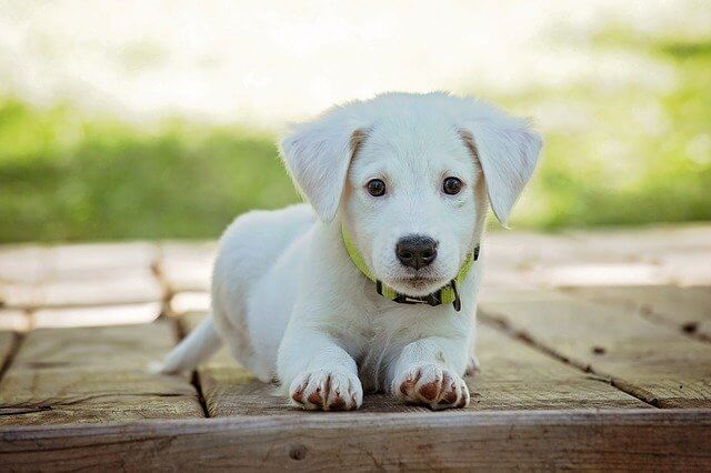 나무 바닥에 엎드려 있는 흰색 강아지