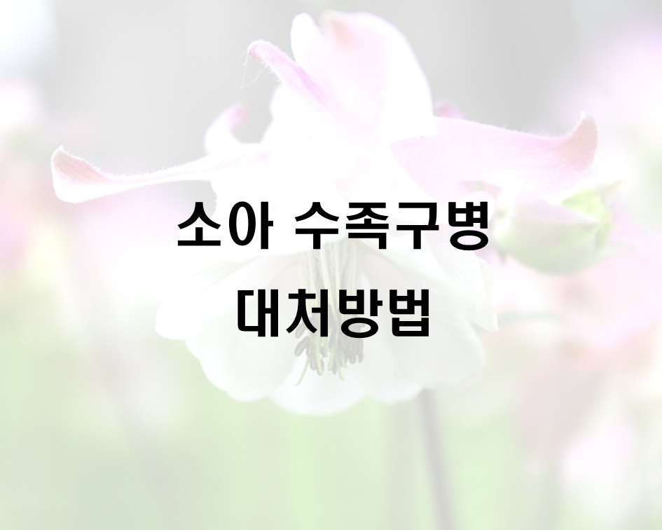  소아 수족구병 대처방법