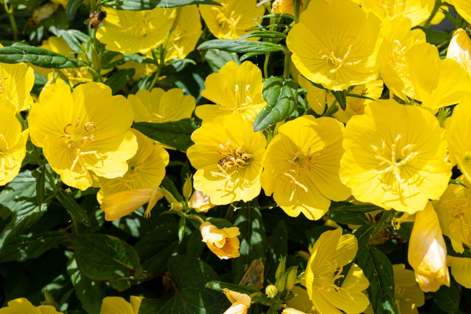 꽃사진 여름의 시골 8