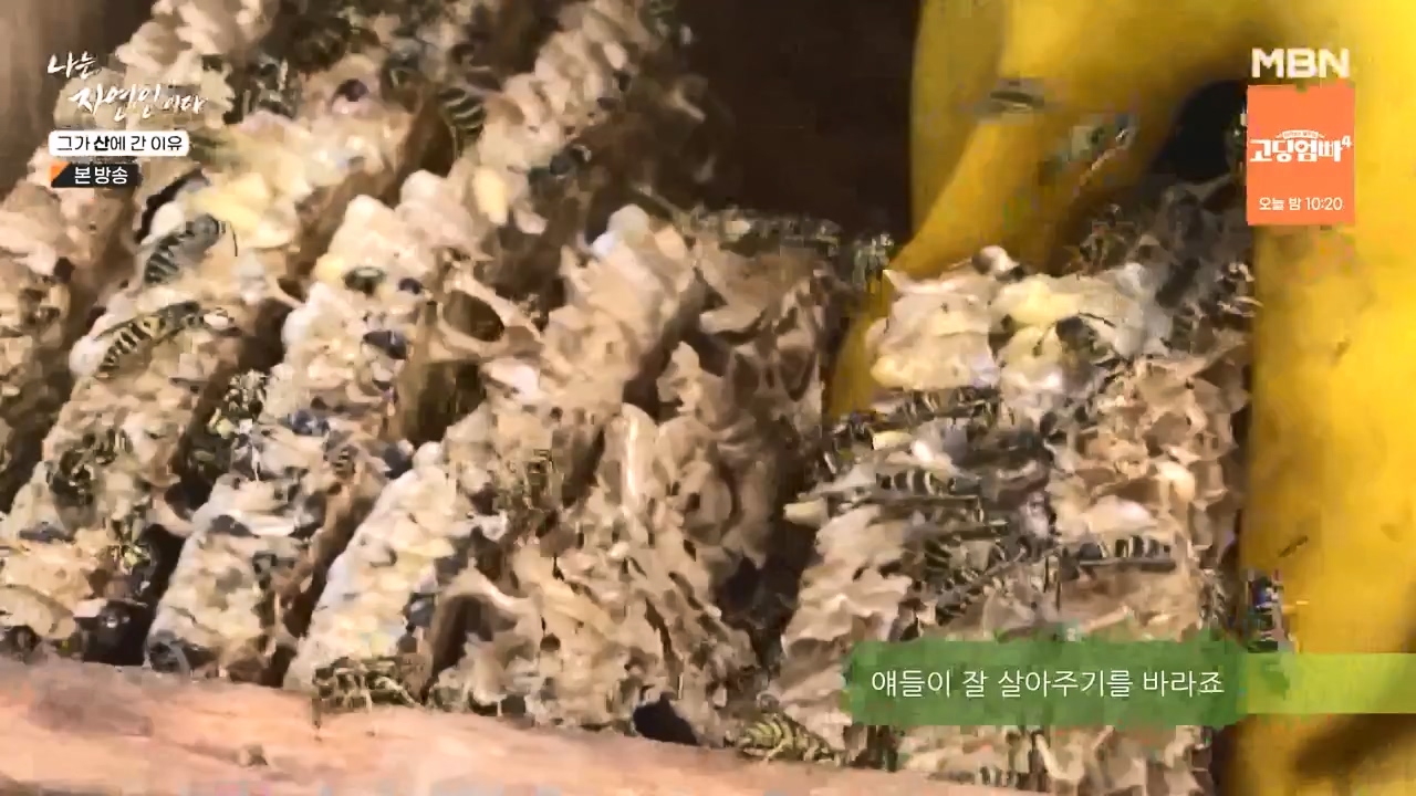 나는 자연인이다.E575.231012p-NEXT.mp4_20231012_200954.412.jpg