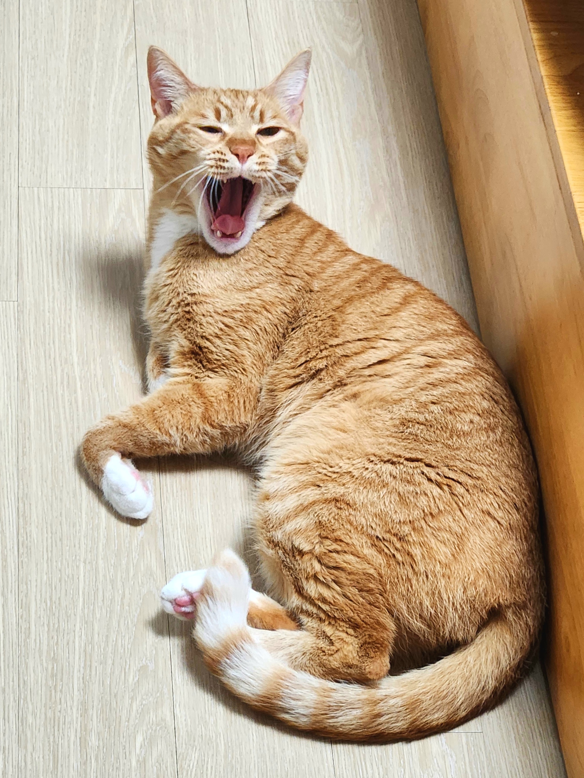 치즈 고양이 사진