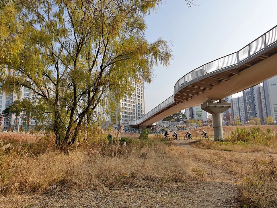 어우러진 다산수변공원 왕숙천 단풍과 갈대군락 37