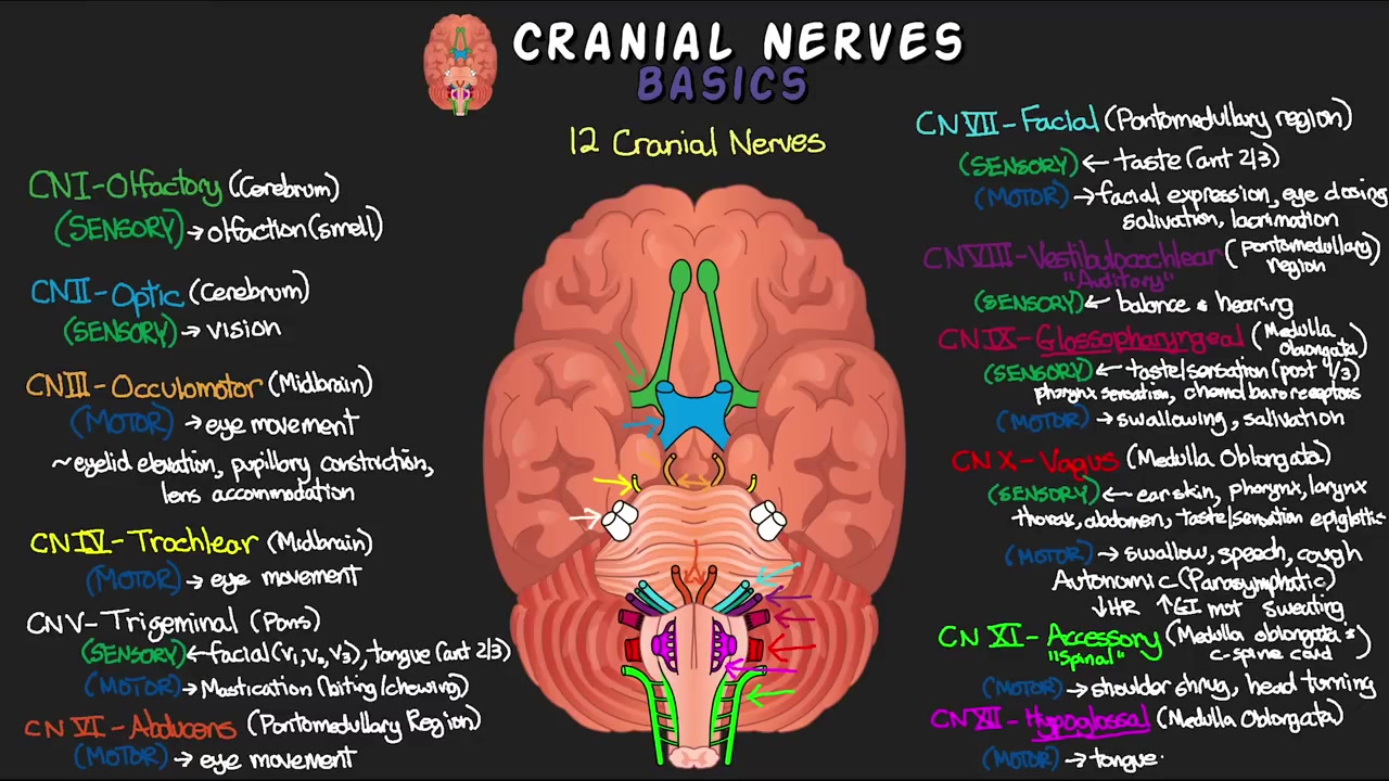 12가지 뇌신경과 이를 기억하는 방법! - 뇌신경 기초