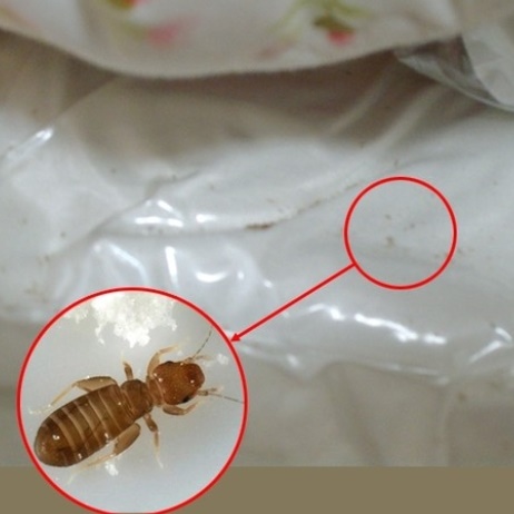 먼지다듬이 퇴치법 먼지다듬이 퇴치법