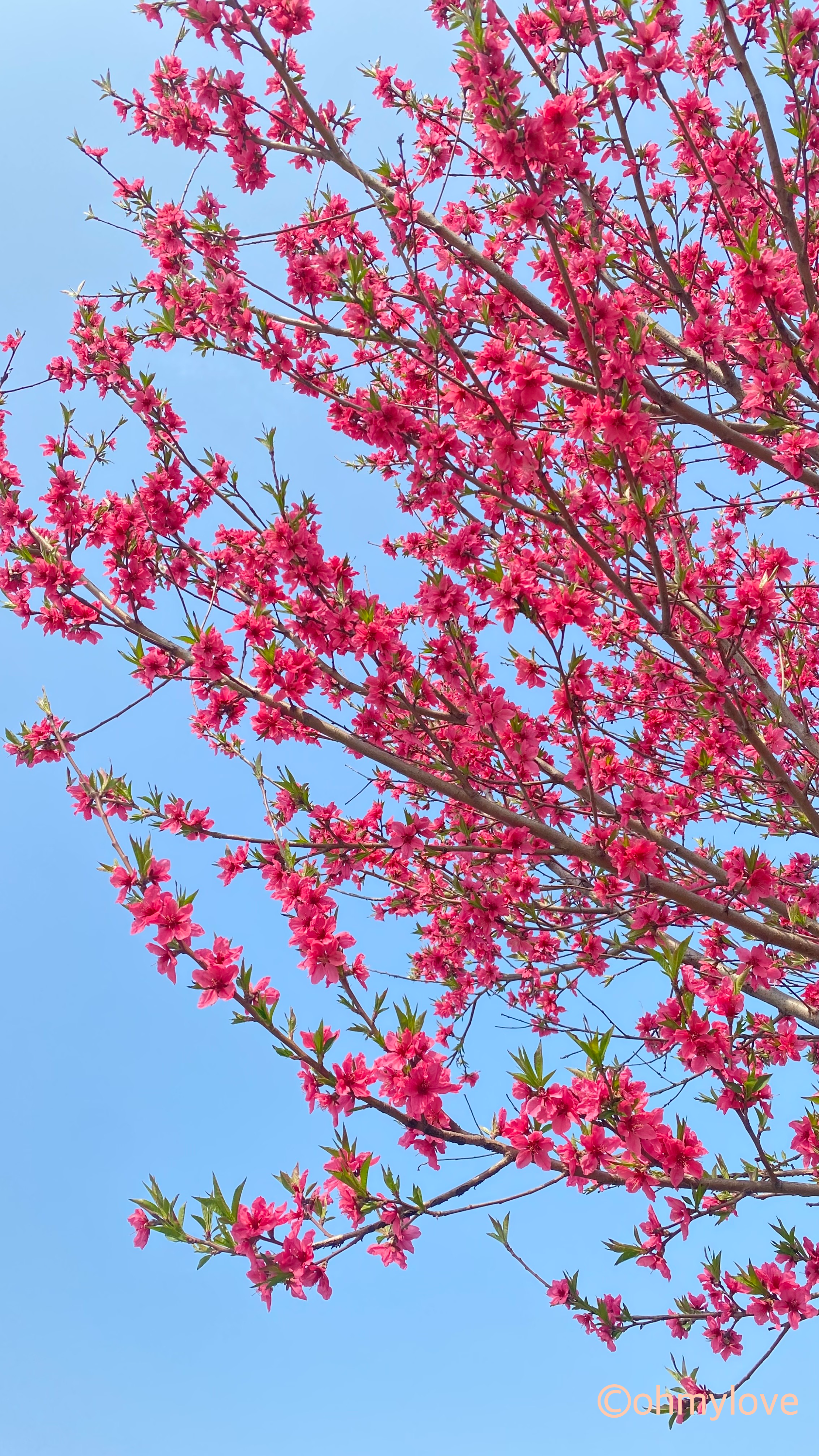 복사나무 복숭아나무 잠실한강공원 꽃나무