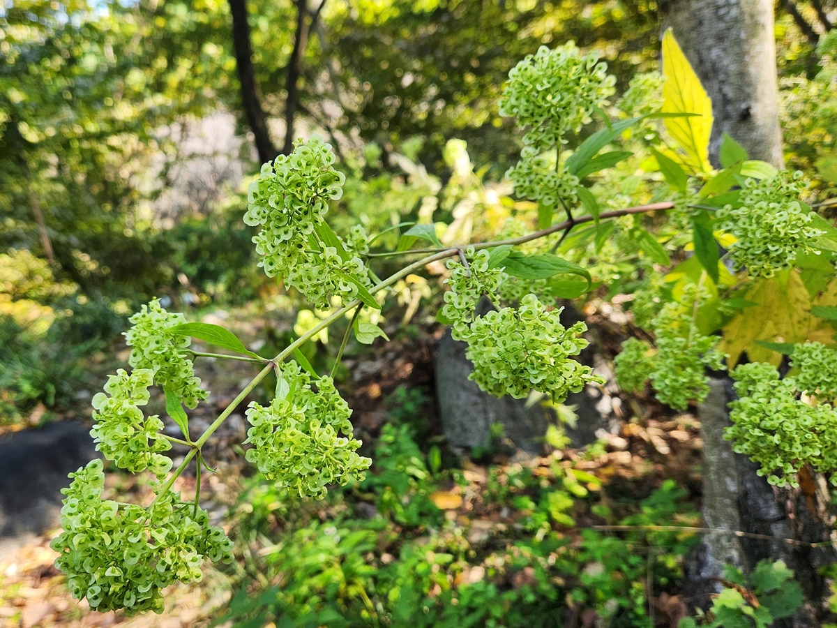 긴뚝갈(뚝마타리)