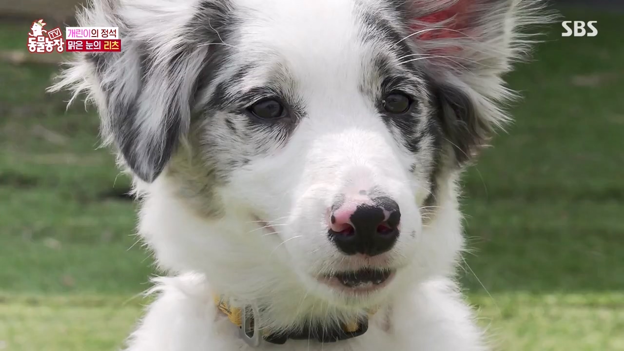 TV 동물농장.E1173.240527p-NEXT.mp4_20240526_155711.304.jpg