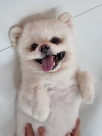 고양이 전문 사진관