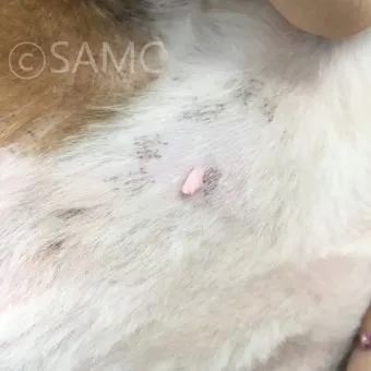 강아지 쥐젖 사마귀 지방종 증상 치료법_11
