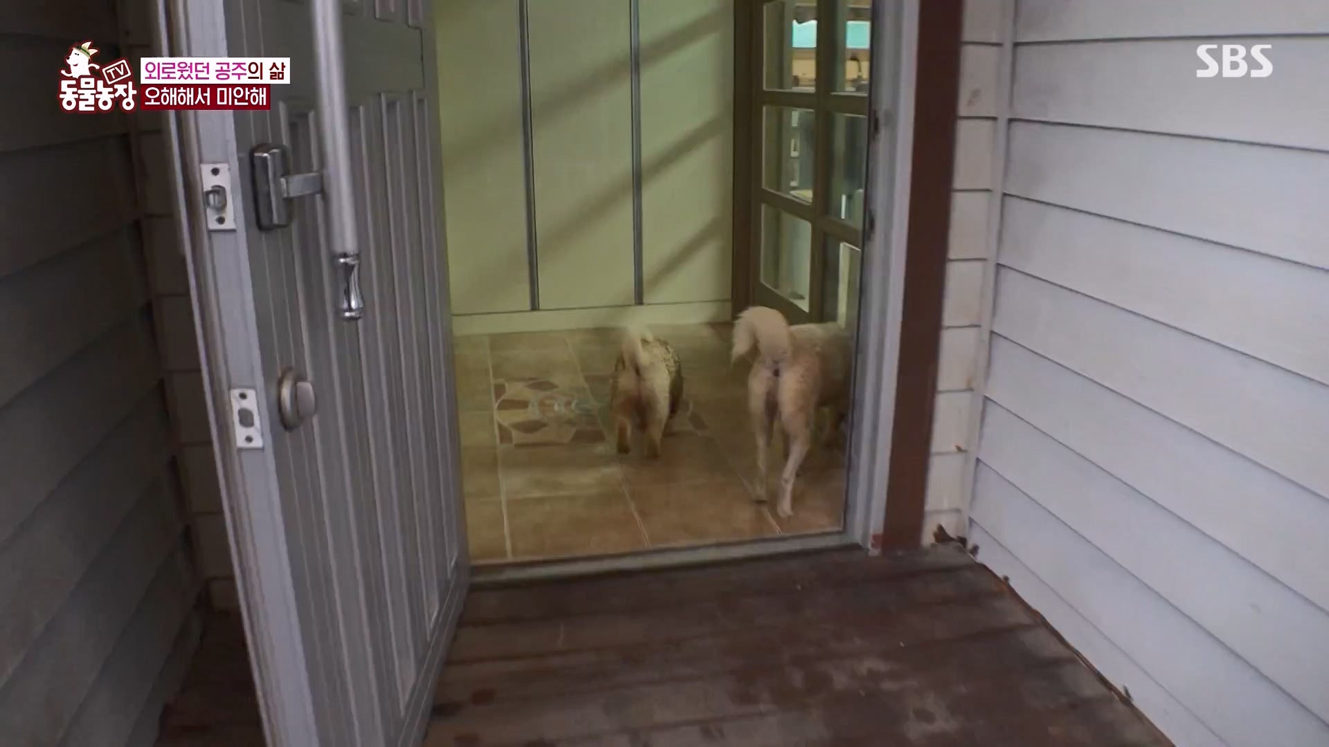 TV 동물농장.E1163.240317p-NEXT.mp4_20240317_171052.896.jpg