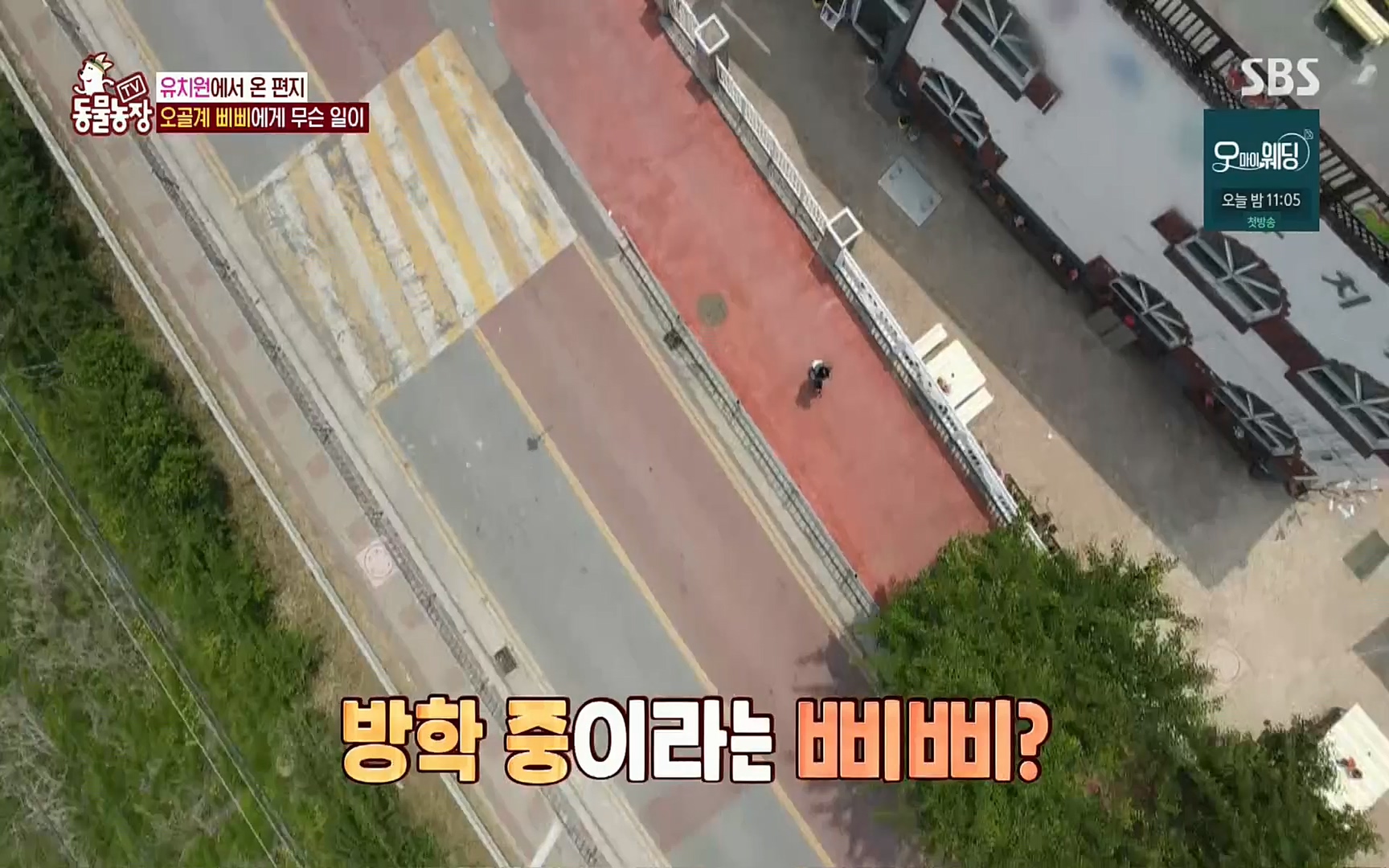 TV 동물농장.E1073.220612p.H264-F1RST.mp4_20220612_181335.369.jpg