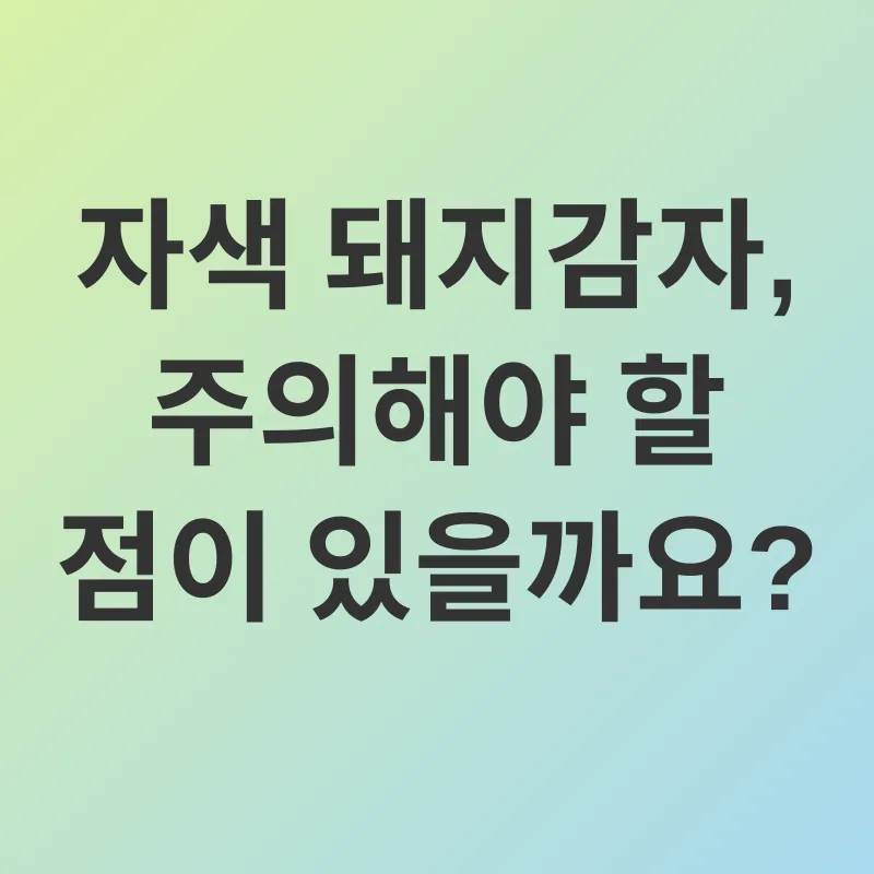 자색돼지감자_3