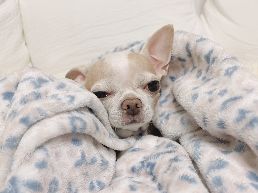 단모 성격 털빠짐 주의점 3