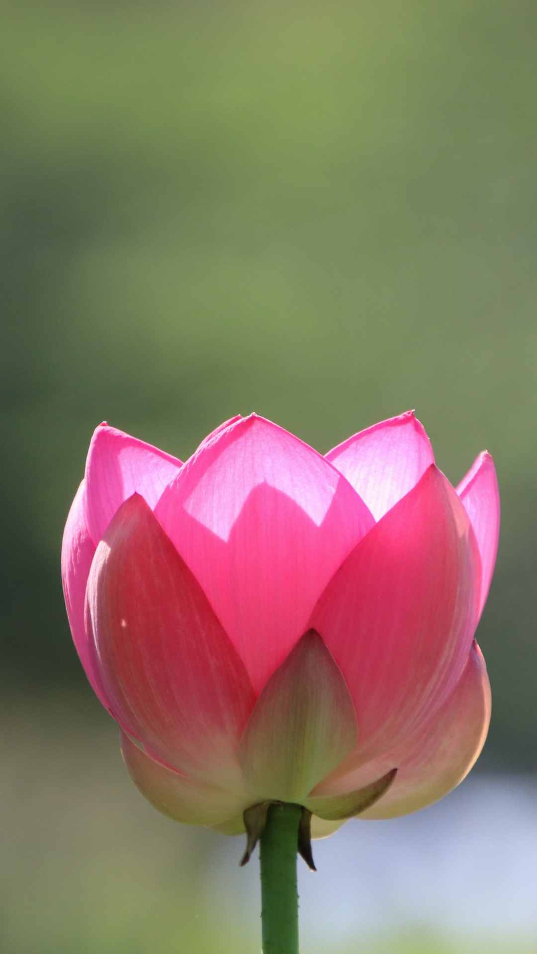 Lotus Flower iPhone Wallpaper