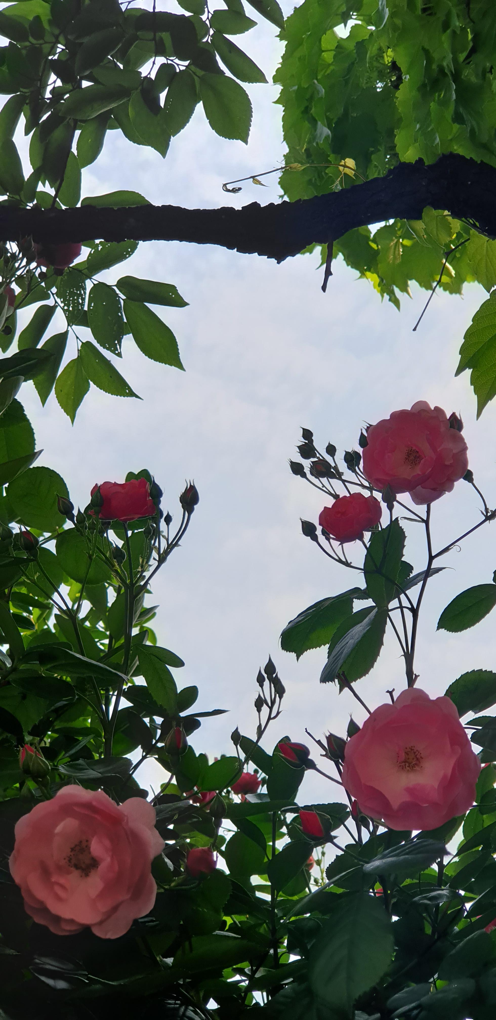  [꽃]분홍 장미꽃 은은한 느낌이 마음에 들어 데리고 왔습니다 .