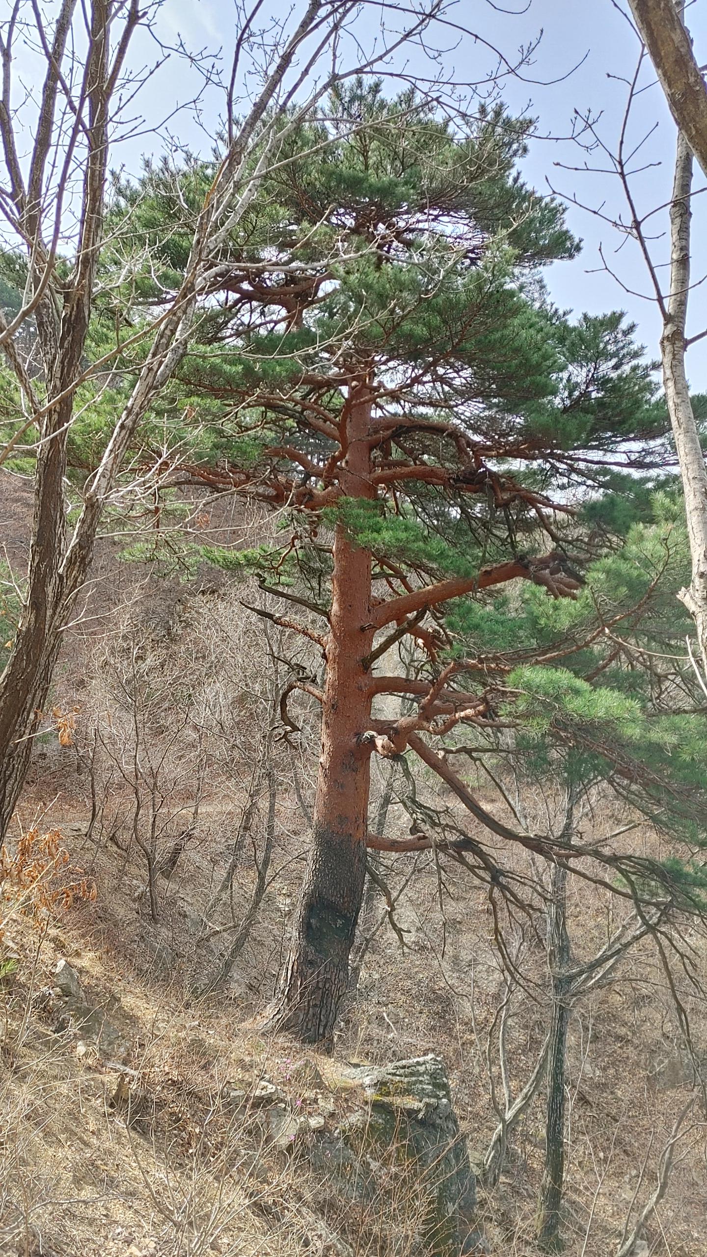 소나무송 이미지