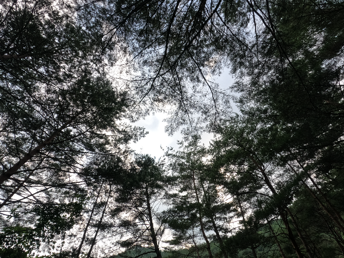 소나무와 계곡 캠핑장