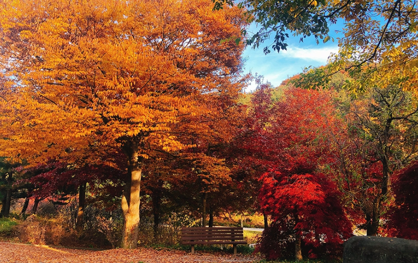 충북-청주-미동산수목원-단풍-풍경