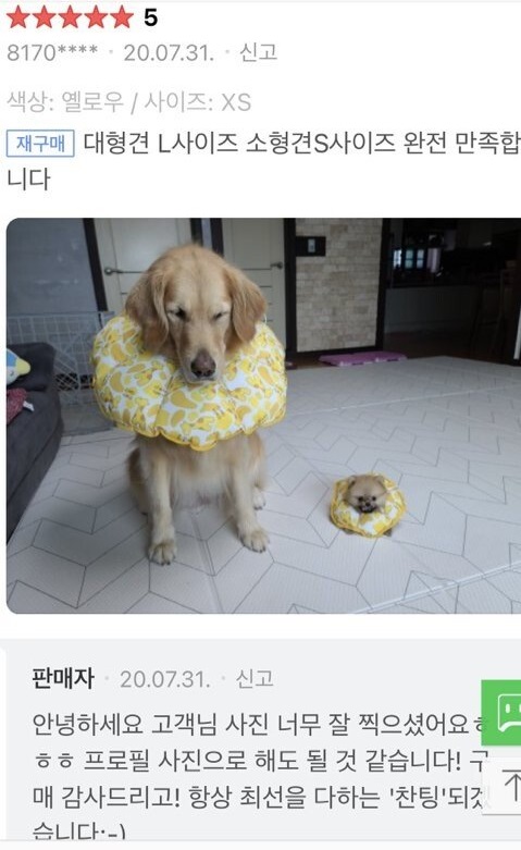 강아지 넥카라 구매 후기라는데 미칠 것 같음…