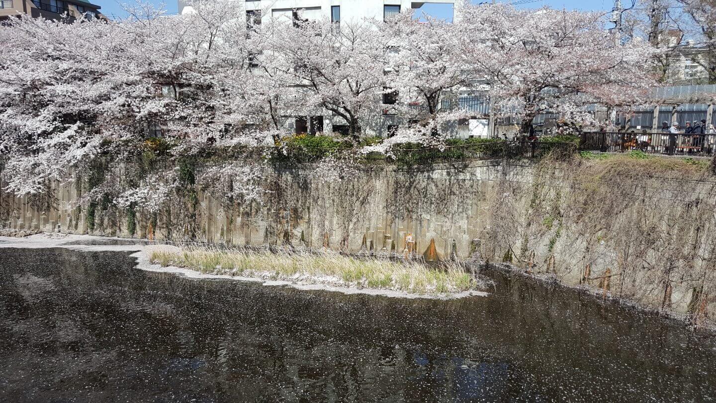 나카메구로 벚꽃과 떨어지는 꽃잎