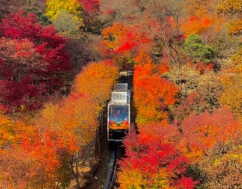 화담숲 가을 단풍 풍경