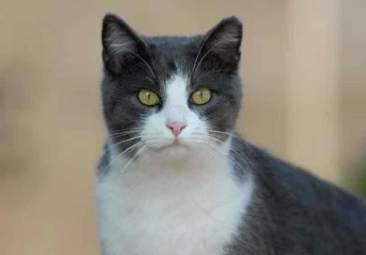 귀가 조금 잘려있는 고양이