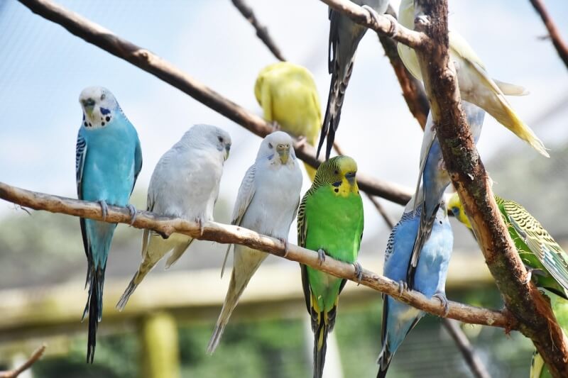 다양한 색깔의 앵무새가 나무 가지에 앉아있는 모습