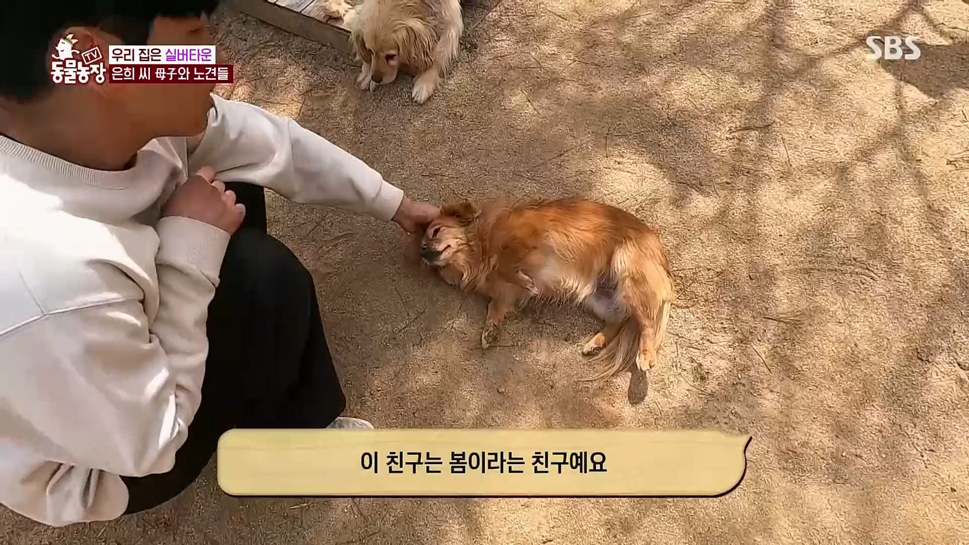 TV 동물농장.E1115.230409p.H264-F1RST.mp4_20230409_173049.446.jpg