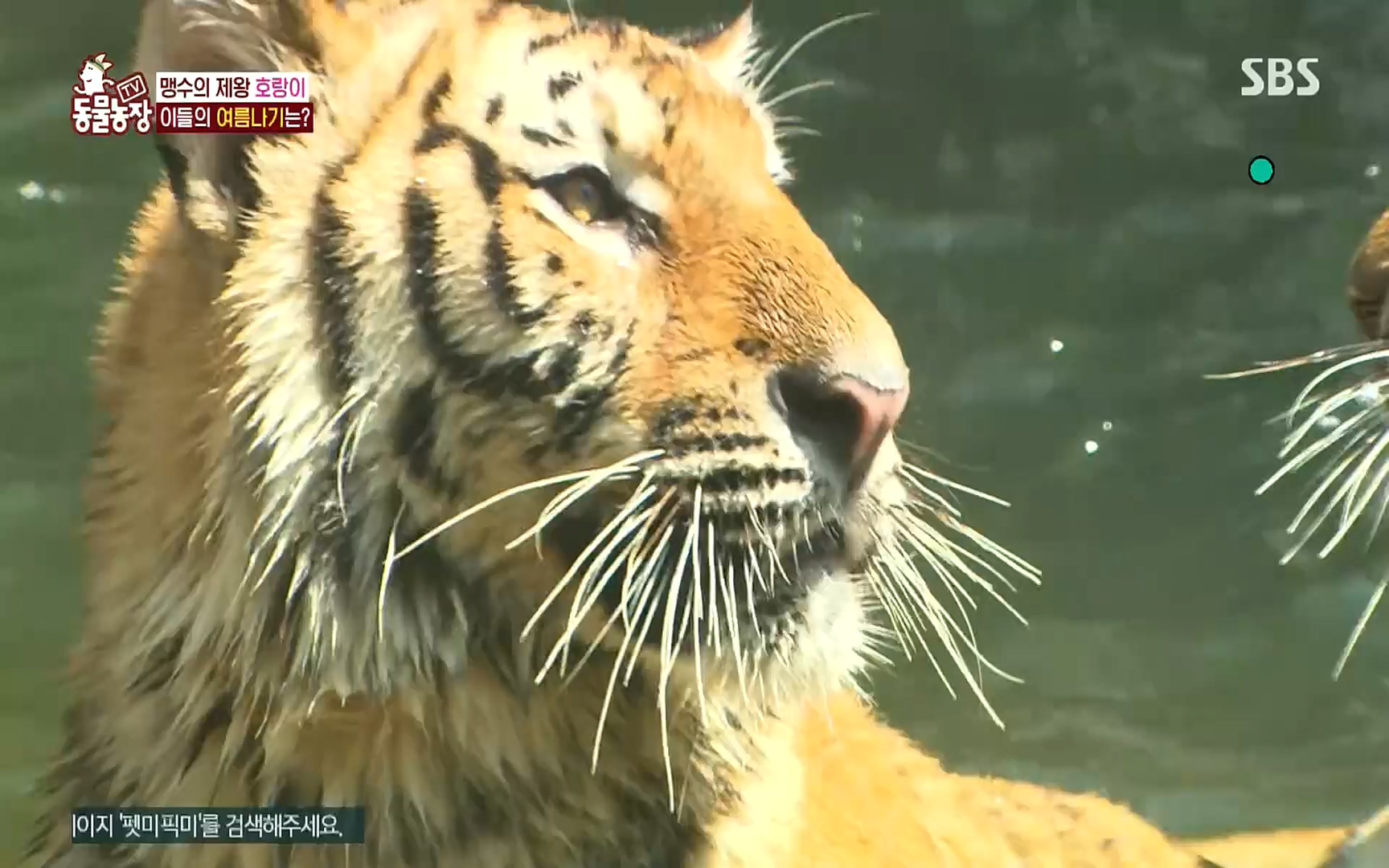 TV 동물농장.E1083.220821p.H264-F1RST.mp4_20220821_183657.076.jpg