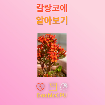 칼랑코에 탐구