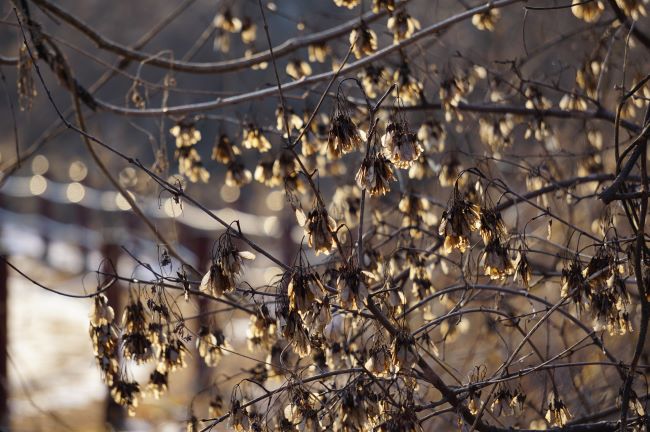 햇살 머금은 나뭇잎&#44; 하얀 열매&#44;