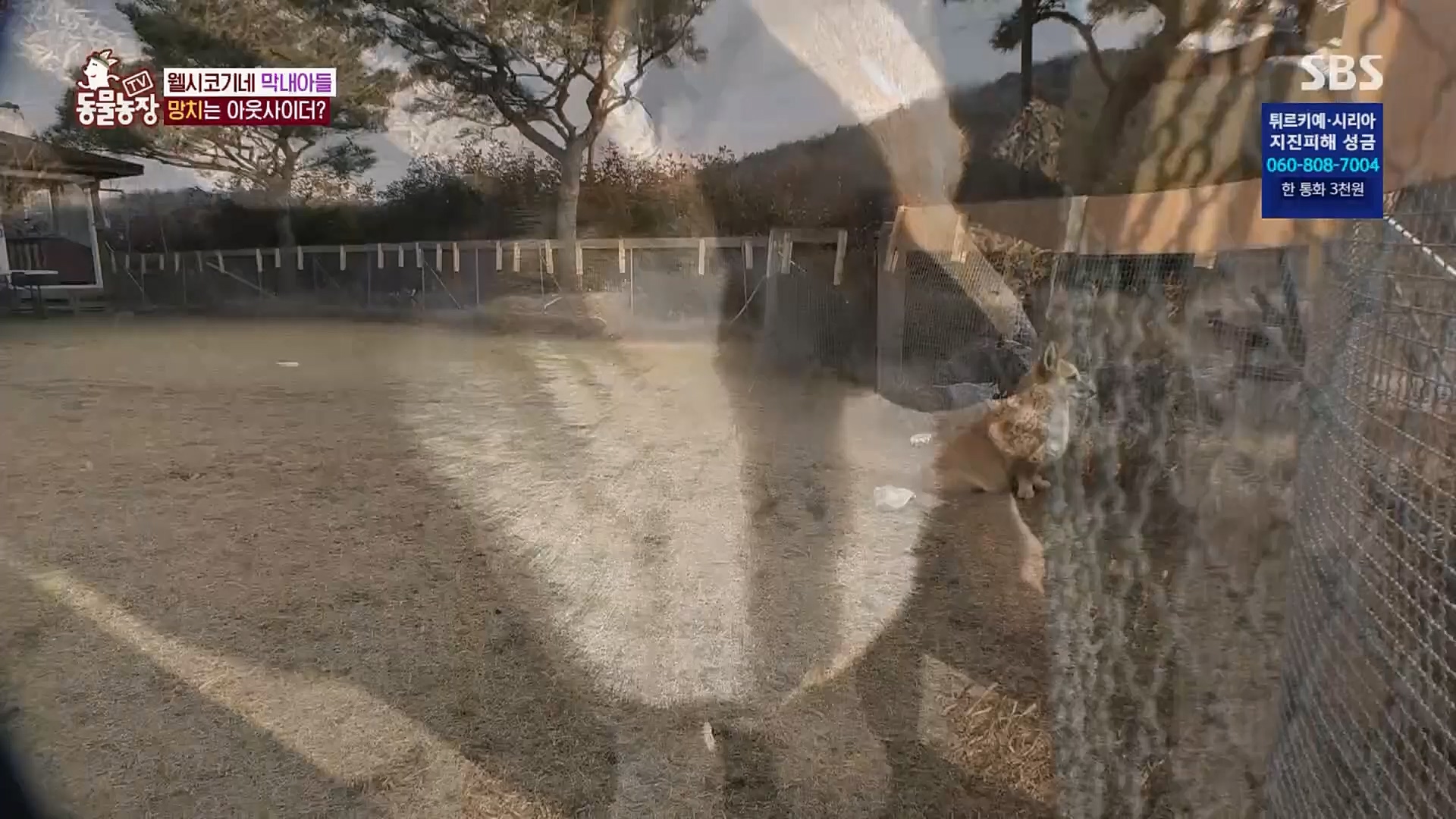TV 동물농장.E1108.230212p.H264-F1RST.mp4_20230212_182134.230.jpg