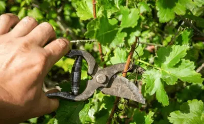 cutting-ivy-branch