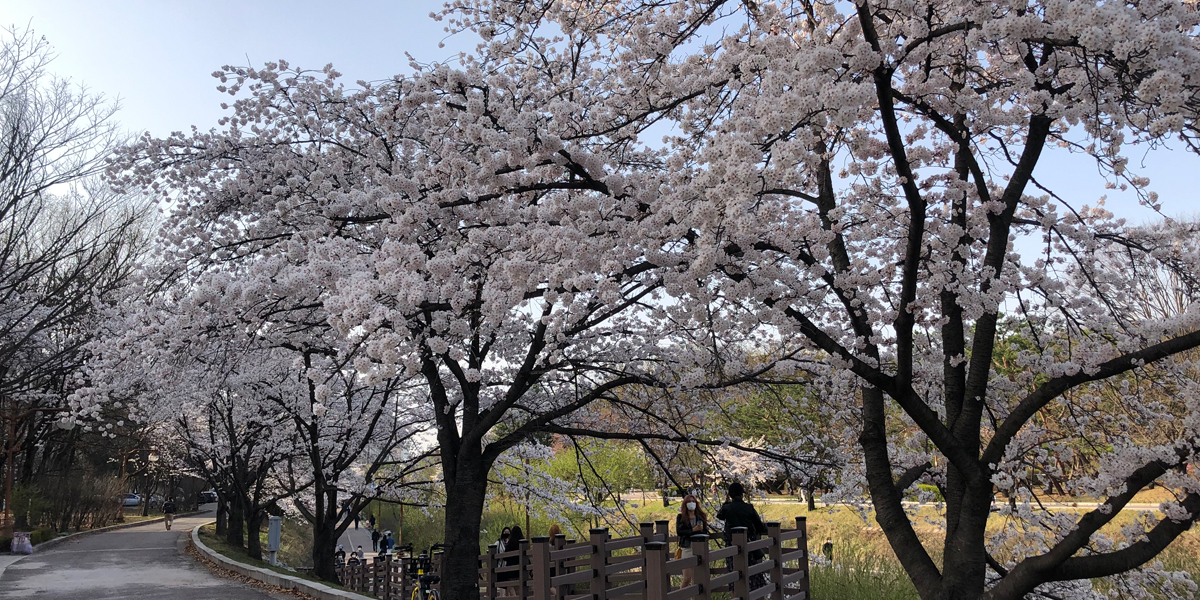 분당 중앙공원 벚꽃 모습