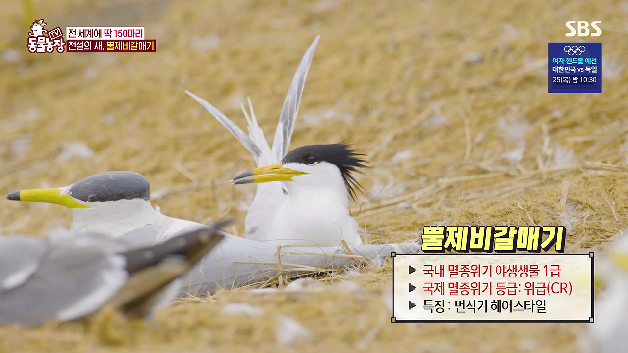 TV 동물농장.E1181.240722p-NEXT.mp4_20240721_164526.665.jpg