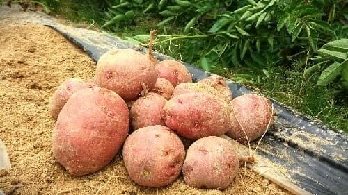 감자-홍감자-자색감자-첫-수확