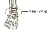 미용사네일이론-손목뼈 