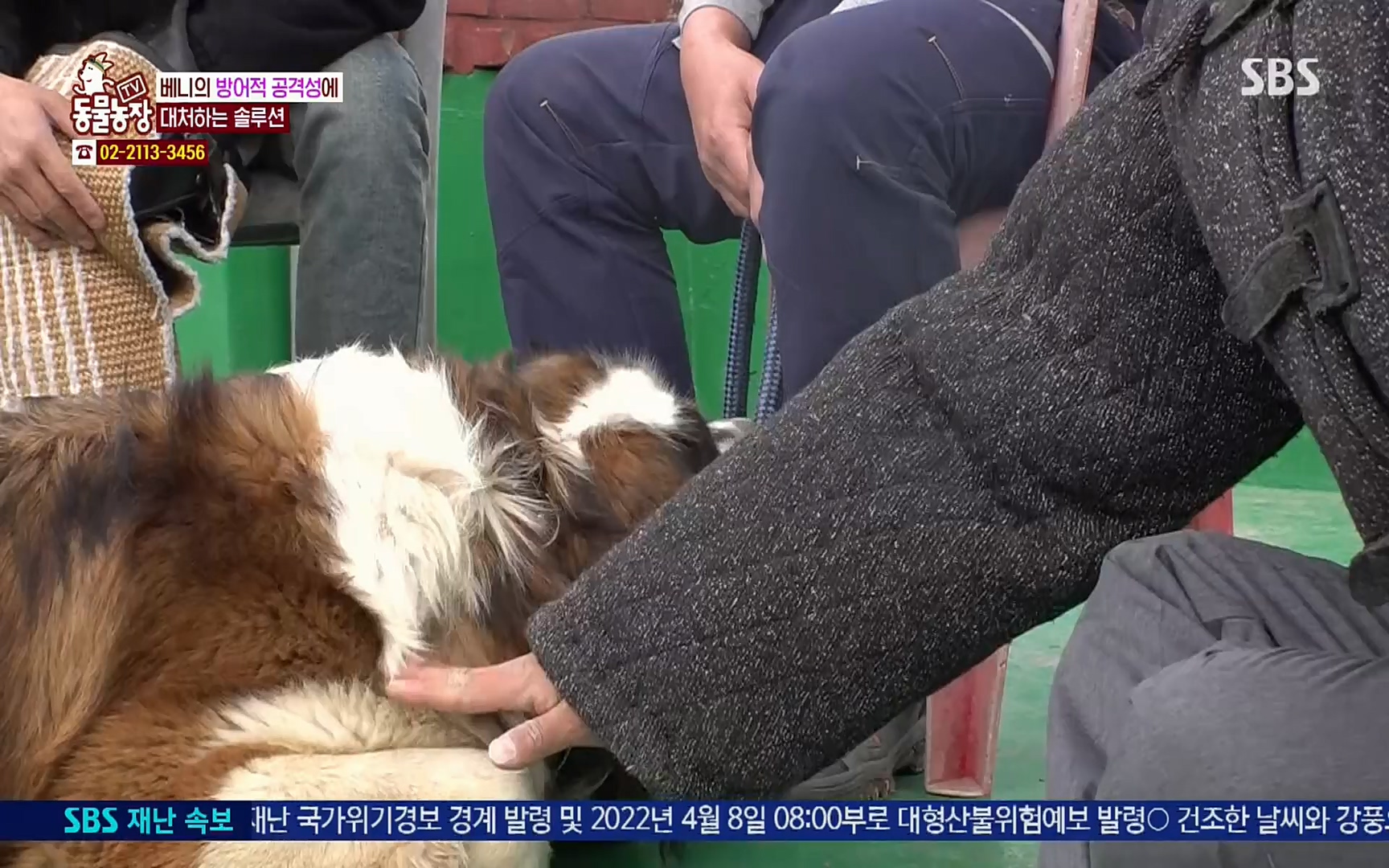 TV 동물농장.E1064.220410p.H264-F1RST.mp4_20220410_184942.307.jpg