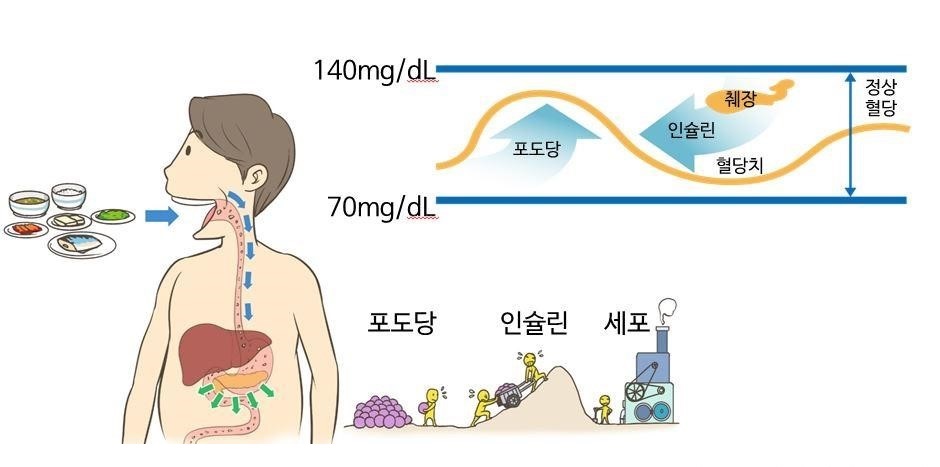  당뇨병의 원인과 증상 그리고 당뇨병의 진단