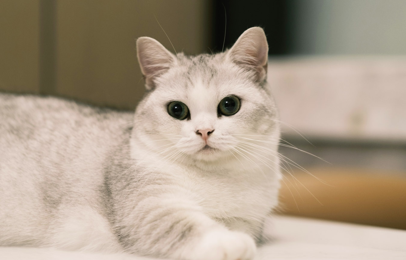 먼치킨 고양이