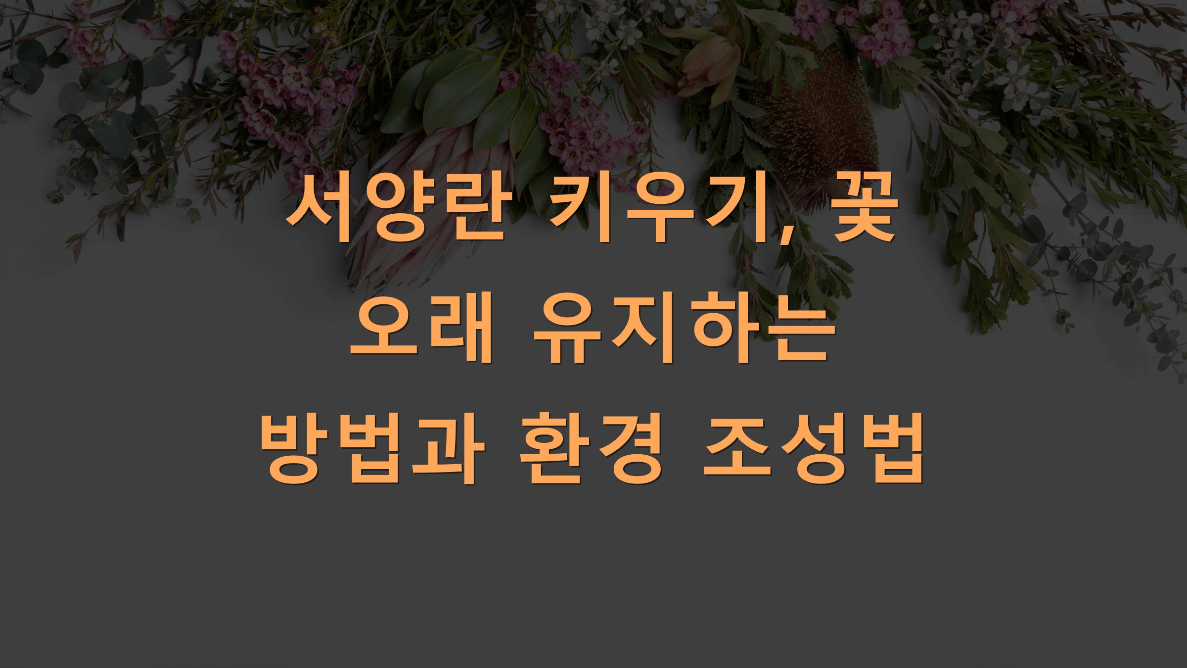 서양란 키우기, 꽃 오래 유지하는 방법과 환경 조성법